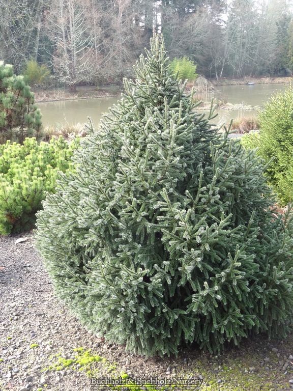 Picea breweriana 'Emerald Midget' Brewer's Weeping Spruce
