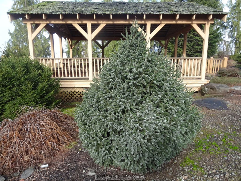 Picea breweriana 'Emerald Midget' Brewer's Weeping Spruce
