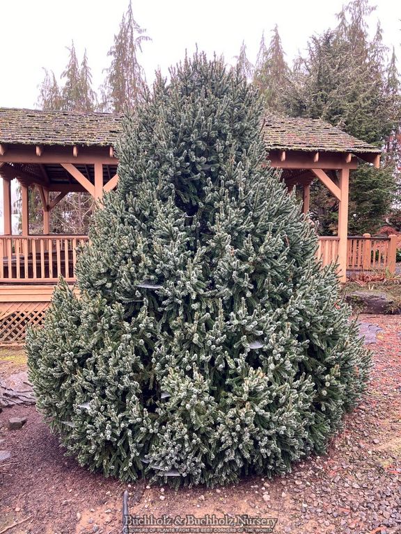 Picea breweriana 'Emerald Midget' Brewer's Weeping Spruce — Mr