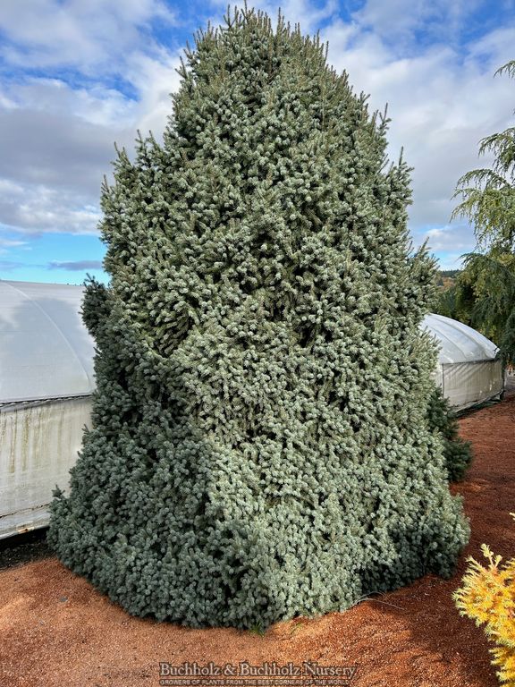 Picea breweriana 'Emerald Midget' Brewer's Weeping Spruce
