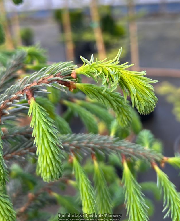 Picea farreri 'Farrer's Spruce' Mynanmar Spruce