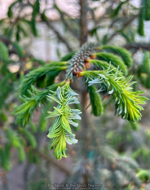Picea farreri 'Farrer's Spruce' Mynanmar Spruce
