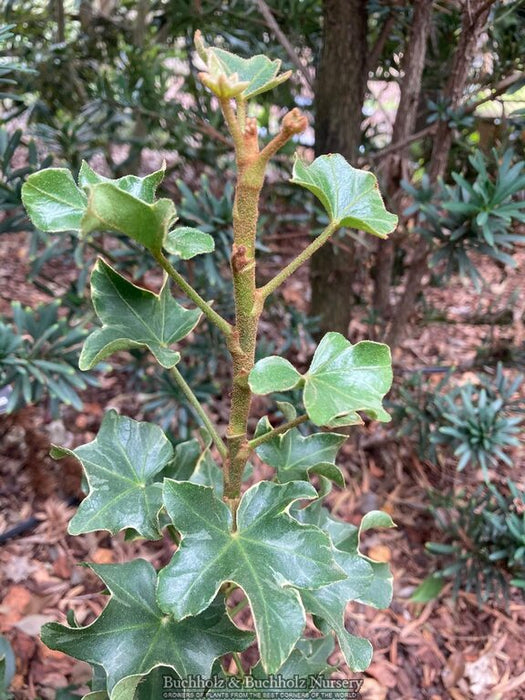 Fatshedera lizei 'Curly' Hybrid Aralia Tree Ivy