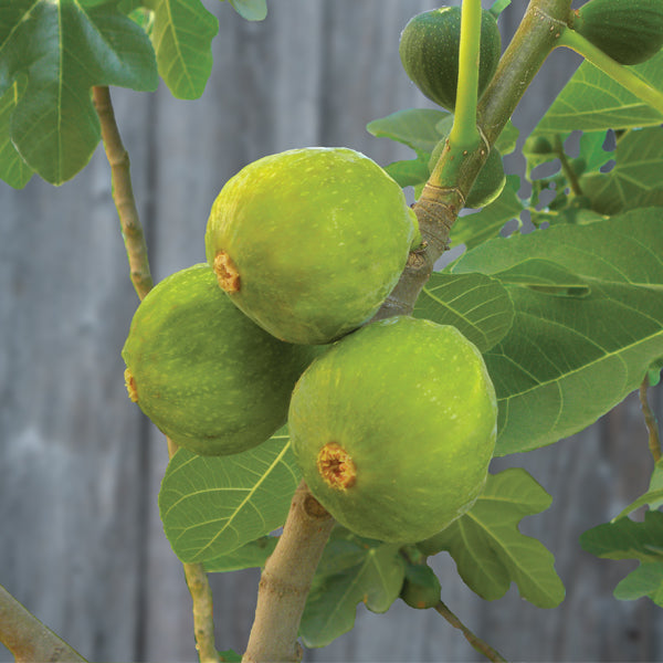Ficus carica 'Desert King' Mediterranean Fig Tree
