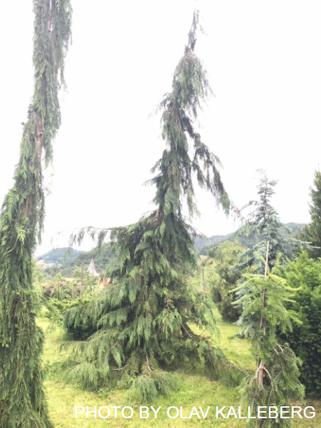 Chamaecyparis lawsoniana 'Filip's Tearful' Lawson Cypress