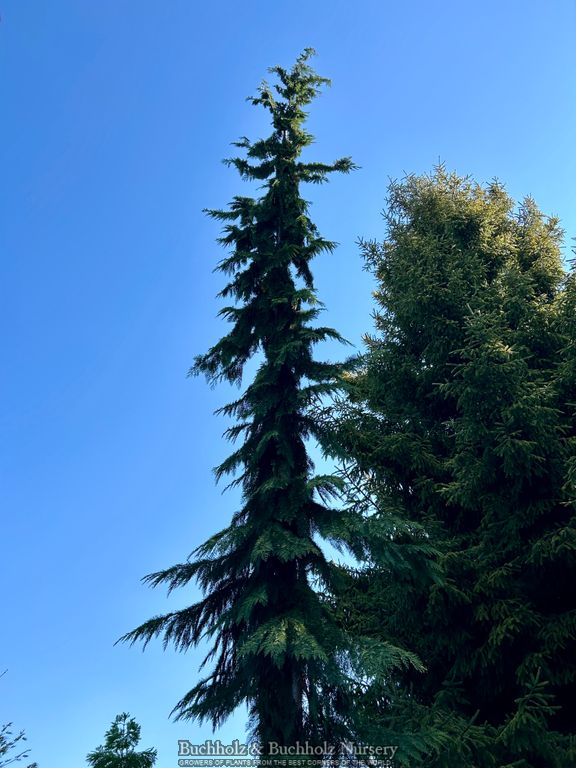 Chamaecyparis lawsoniana 'Filip's Golden Tears' Lawson Cypress