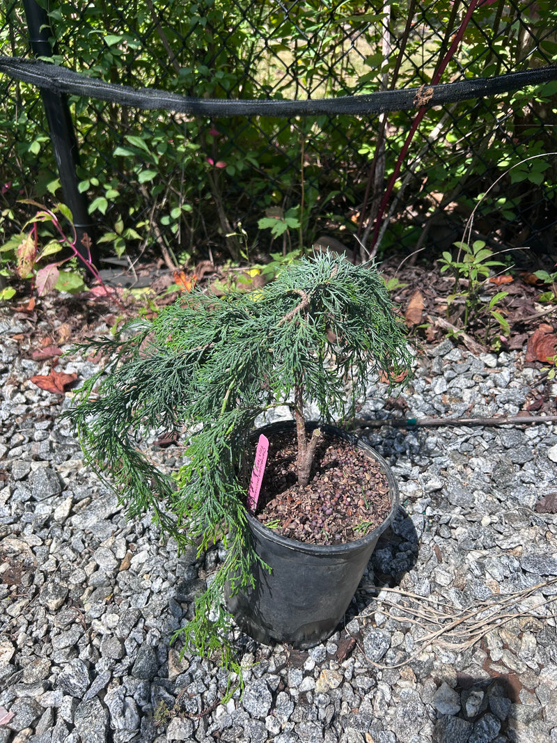 Chamaecyparis lawsoniana 'Filip's Tearful' Lawson Cypress