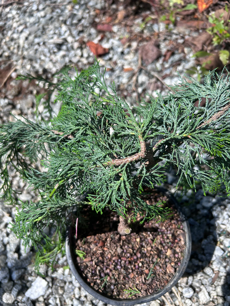 Chamaecyparis lawsoniana 'Filip's Tearful' Lawson Cypress
