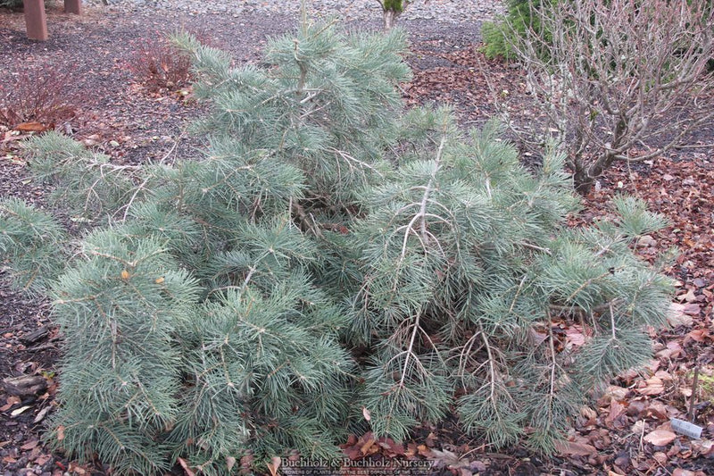 Abies concolor 'Gable's Weeping' White Fir