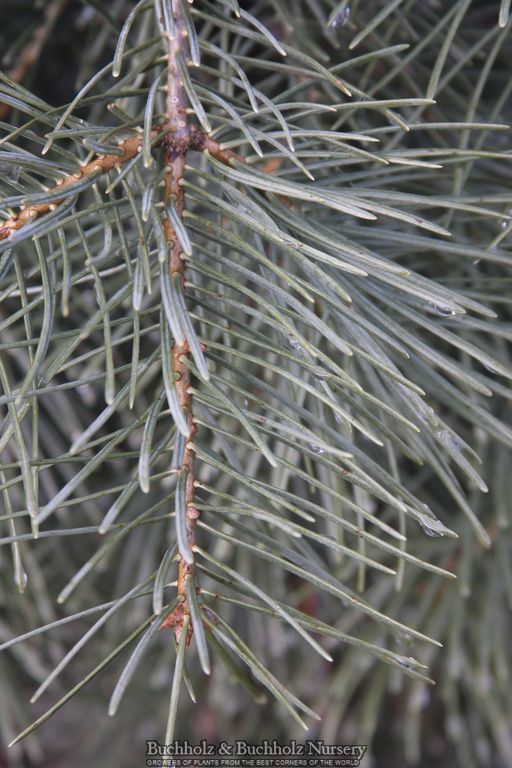 Abies concolor 'Gable's Weeping' White Fir