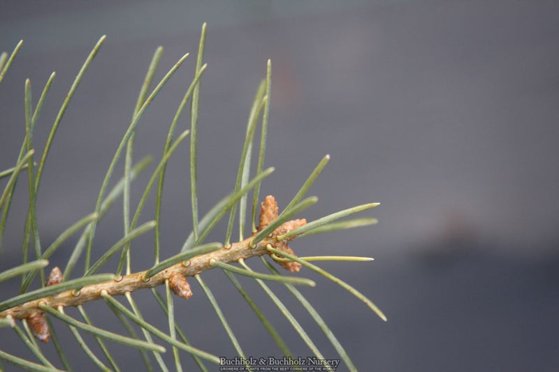 Abies concolor 'Gable's Weeping' White Fir