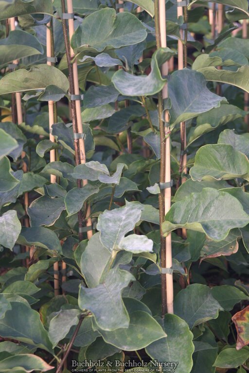 Magnolia x 'Genie' Maroon Flower Magnolia