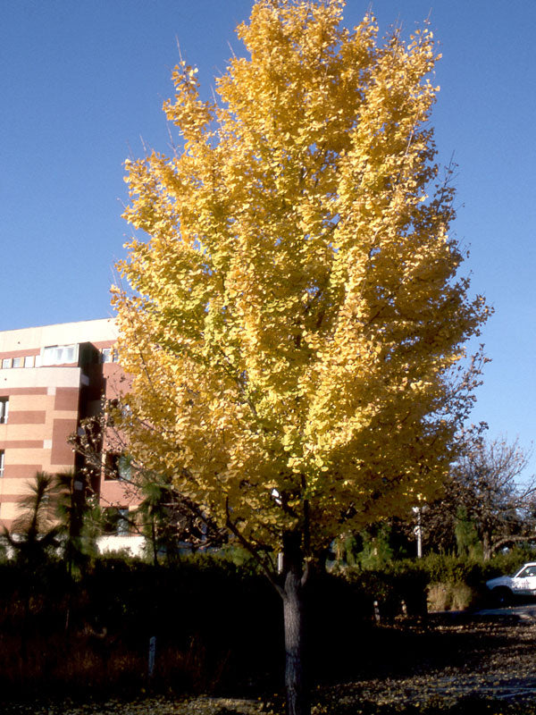 FOR PICKUP ONLY | Ginkgo biloba 'Golden Colonnade®' Ginkgo Tree | DOES NOT SHIP