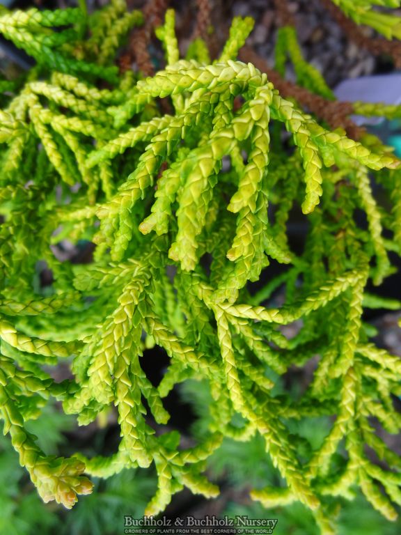 Chamaecyparis obtusa 'Gitte’ Hinoki Cypress