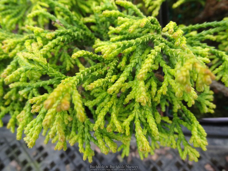 Chamaecyparis obtusa 'Gitte’ Hinoki Cypress