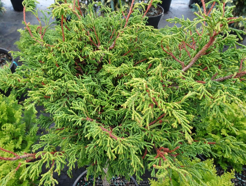 Chamaecyparis obtusa 'Gitte’ Hinoki Cypress