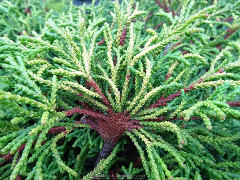 Chamaecyparis obtusa 'Gitte’ Hinoki Cypress