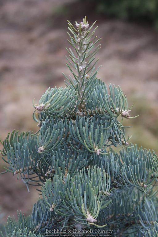 Abies concolor 'Glauca Compacta' Blue Compact White Fir