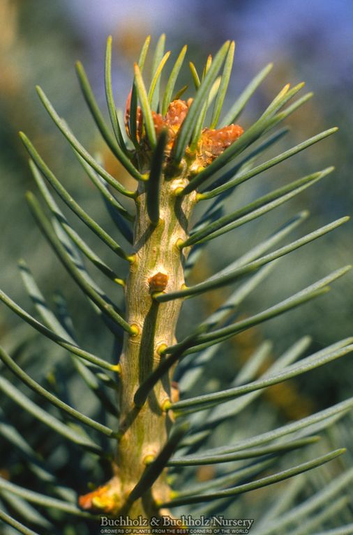 Abies concolor 'Glauca Compacta' Blue Compact White Fir