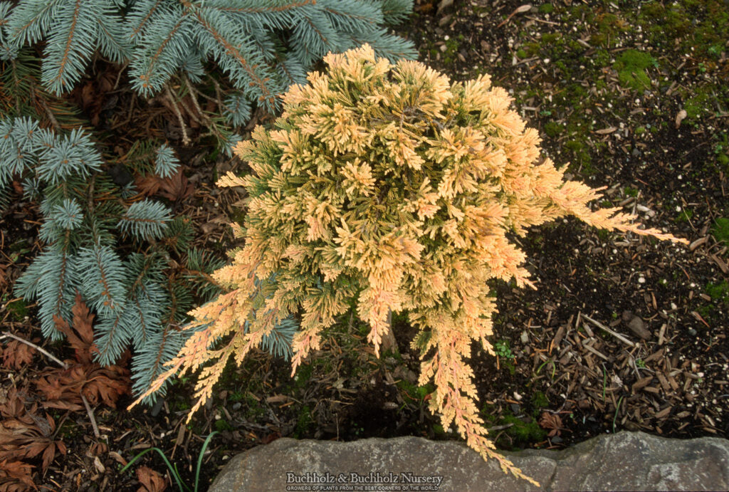 Juniperus horizontalis 'Golden Wiltonii' Blue Rug Juniper