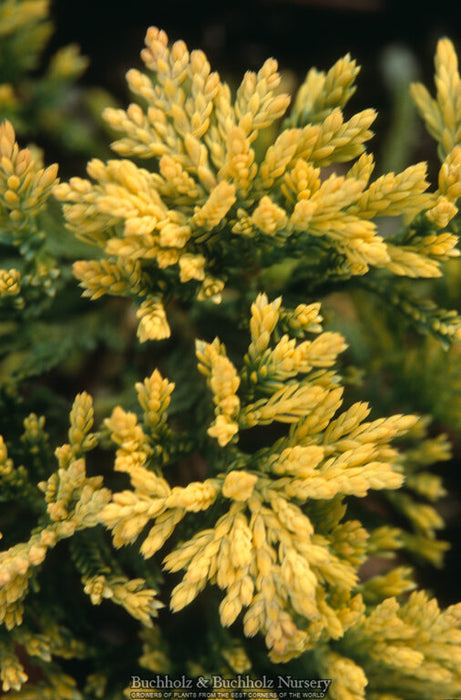 Juniperus horizontalis 'Golden Wiltonii' Blue Rug Juniper