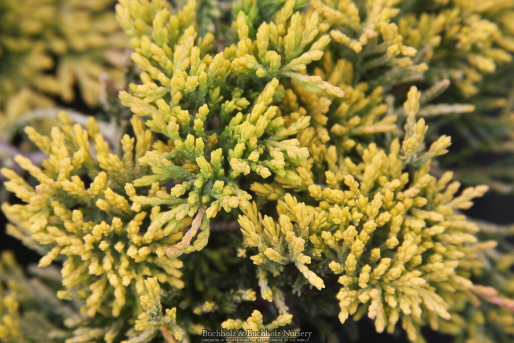 Juniperus horizontalis 'Golden Wiltonii' Blue Rug Juniper