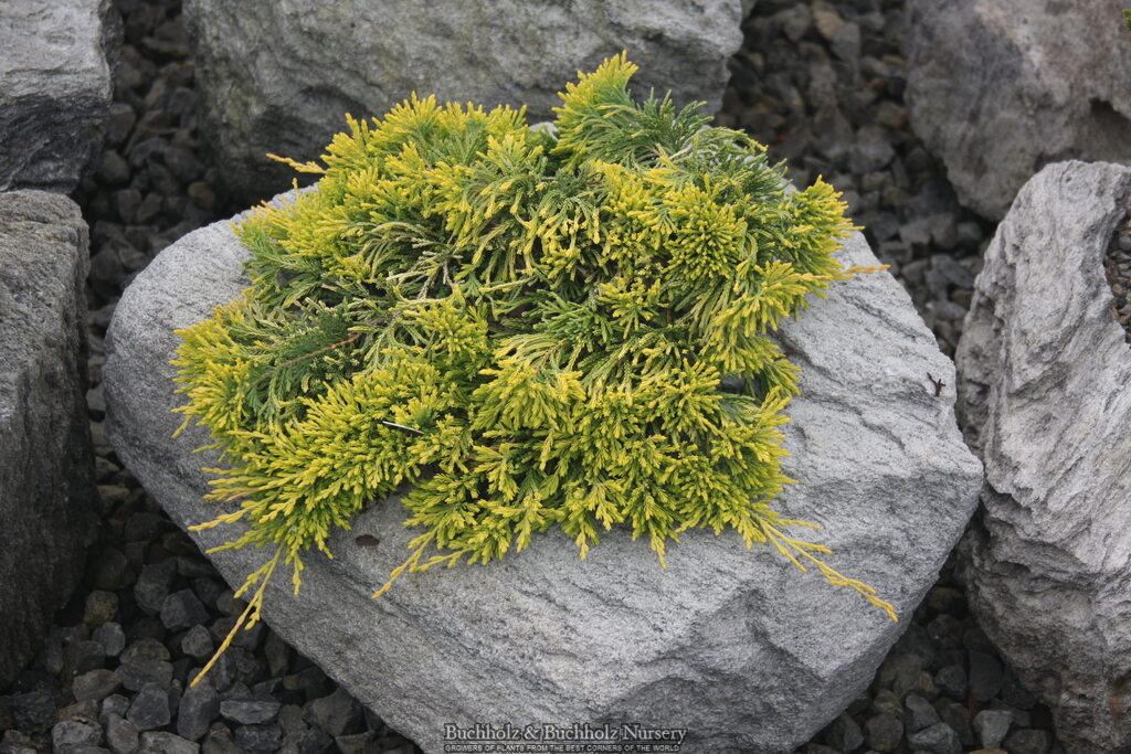 Juniperus horizontalis 'Golden Wiltonii' Blue Rug Juniper