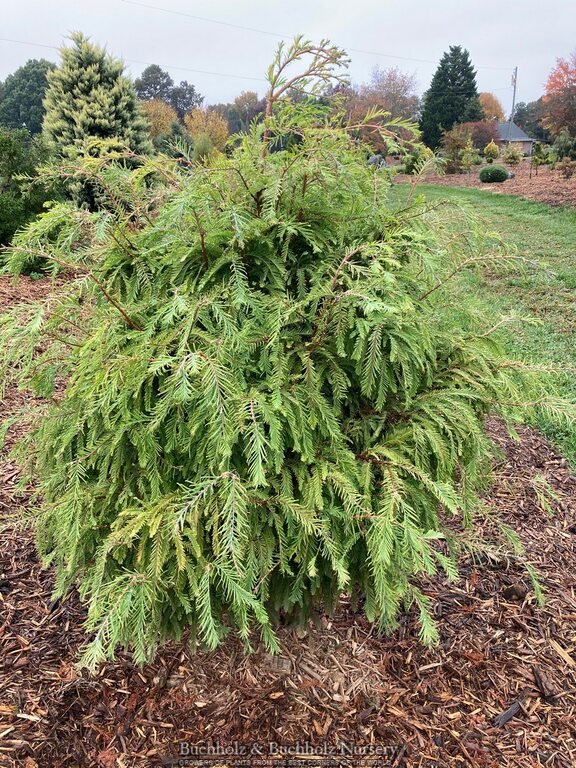 Metasequoia glyptostroboides ‘Hamlet’s Broom’ Dawn Variegated Redwood