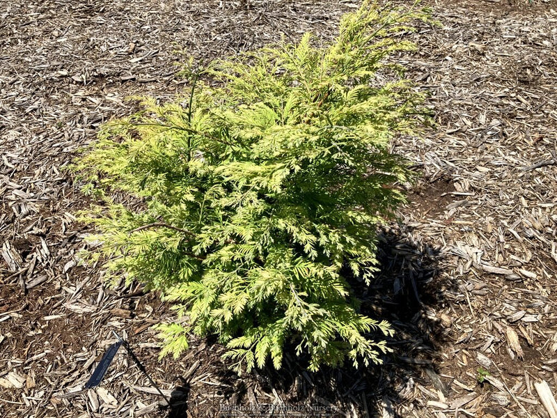 Metasequoia glyptostroboides ‘Hamlet’s Broom’ Dawn Variegated Redwood