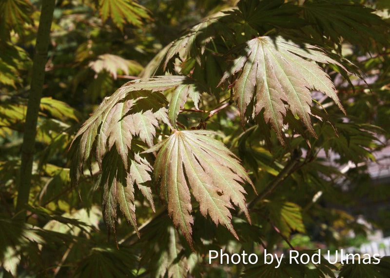 Acer pseudosieboldianum 'Hasselkus' Rare Japanese Maple