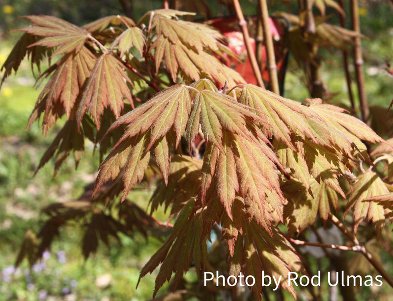 Acer pseudosieboldianum 'Hasselkus' Rare Japanese Maple