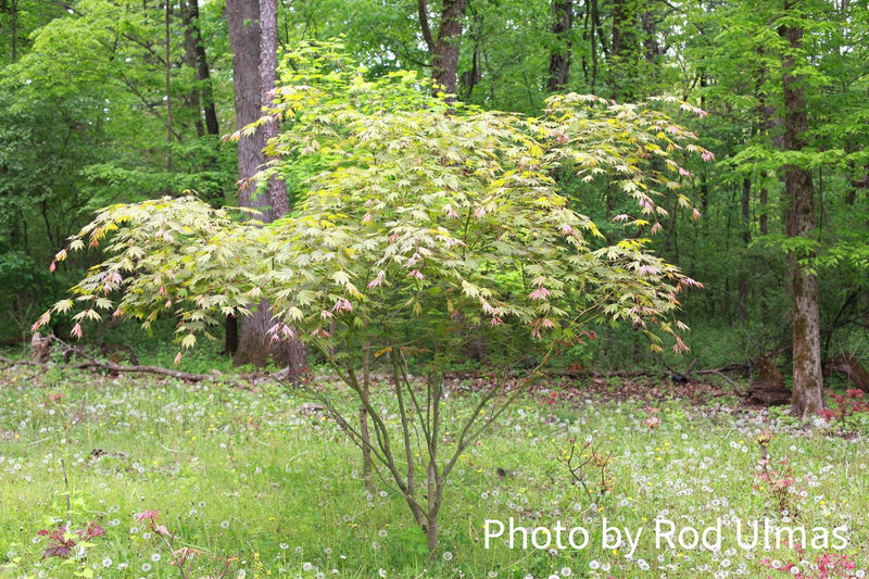 Acer pseudosieboldianum 'Hasselkus' Rare Japanese Maple