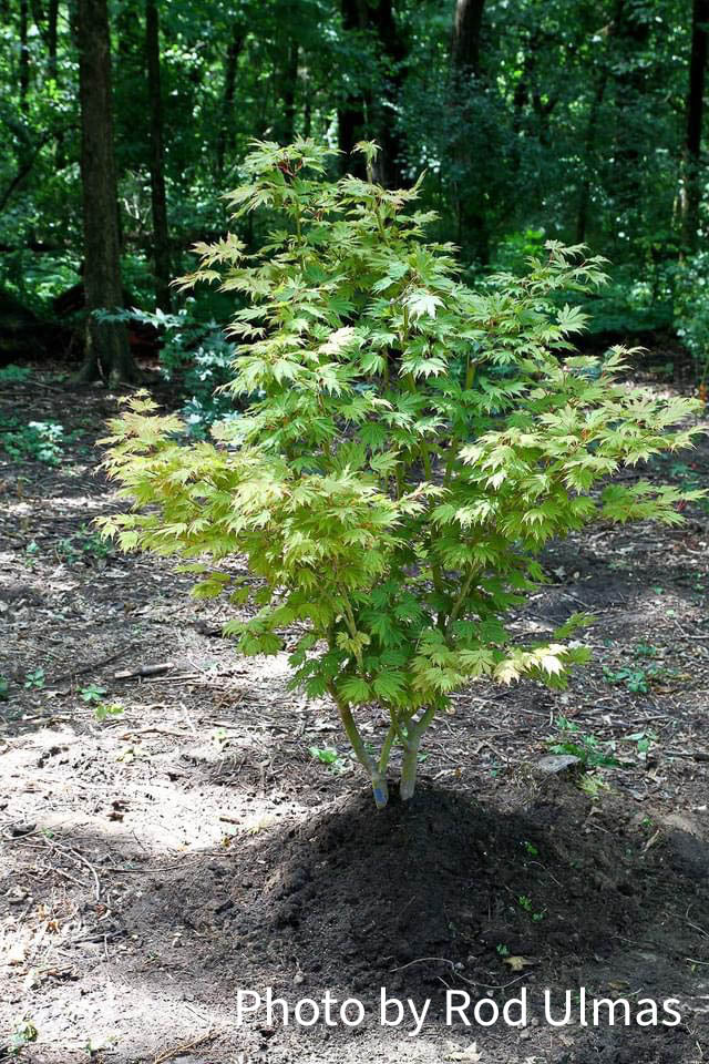 Acer pseudosieboldianum 'Hasselkus' Rare Japanese Maple