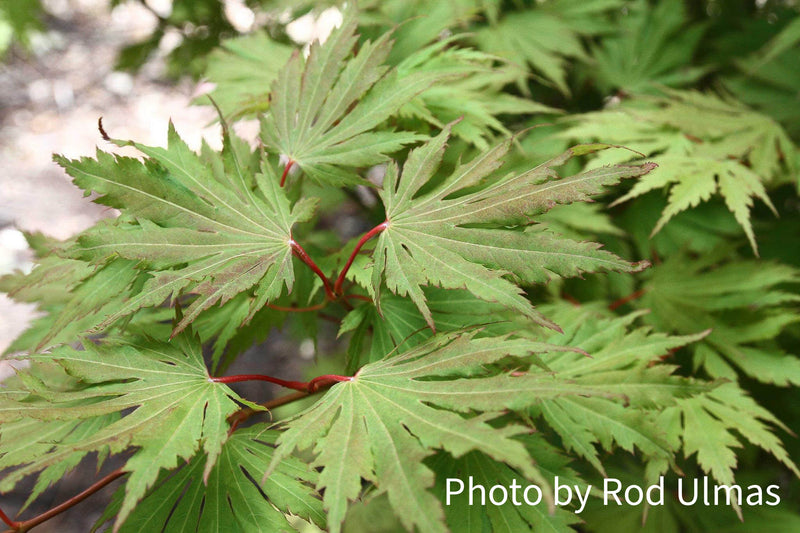 Acer pseudosieboldianum 'Hasselkus' Rare Japanese Maple
