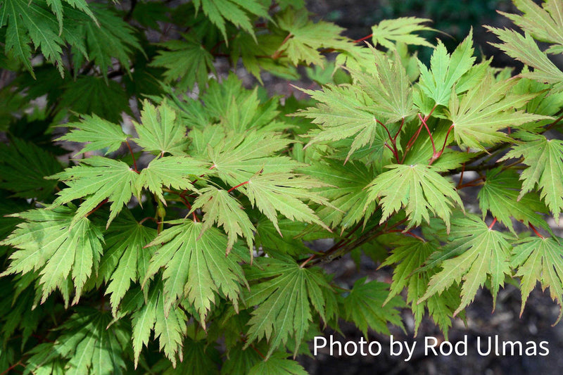 Acer pseudosieboldianum 'Hasselkus' Rare Japanese Maple