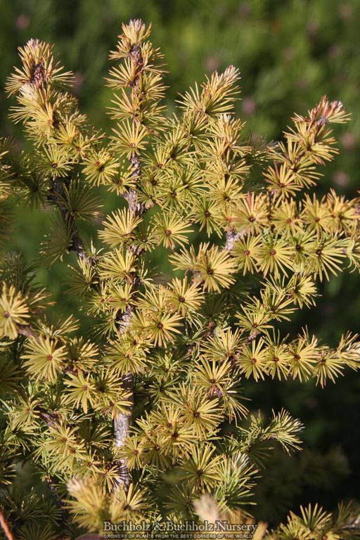 Larix kaempferi 'Haverbeck' Rare Japanese Larch
