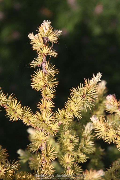 Larix kaempferi 'Haverbeck' Rare Japanese Larch