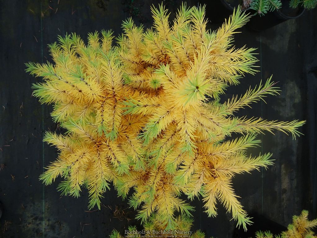 Buy Larix Kaempferi 'Haverbeck' Rare Japanese Larch — Mr Maple