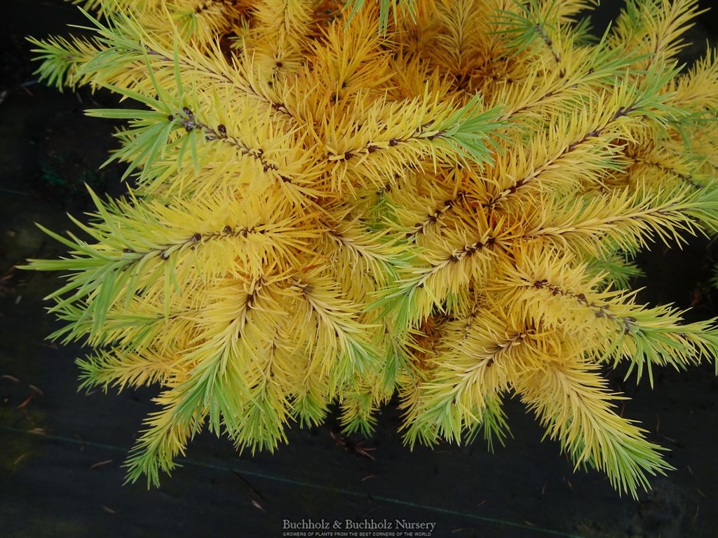 Buy Larix Kaempferi 'Haverbeck' Rare Japanese Larch — Mr Maple
