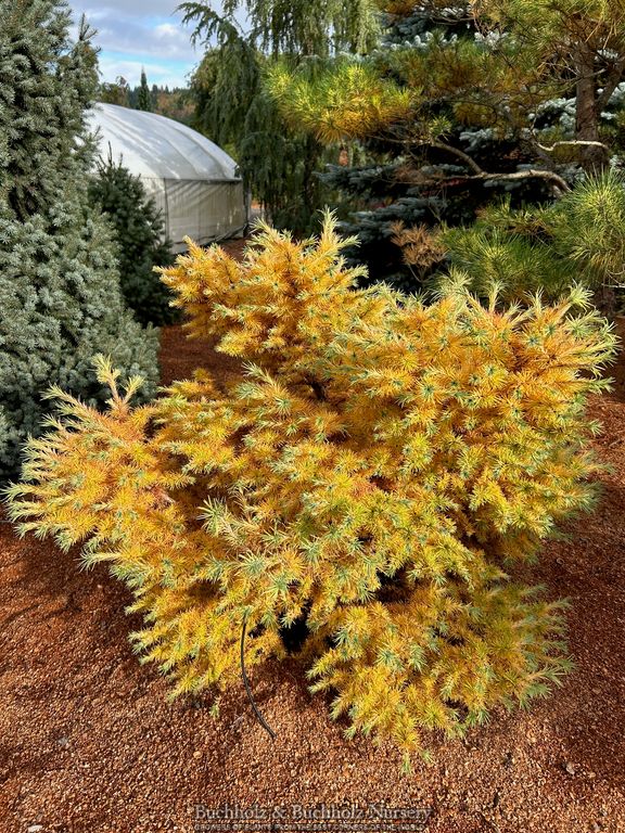 Larix kaempferi 'Haverbeck' Rare Japanese Larch