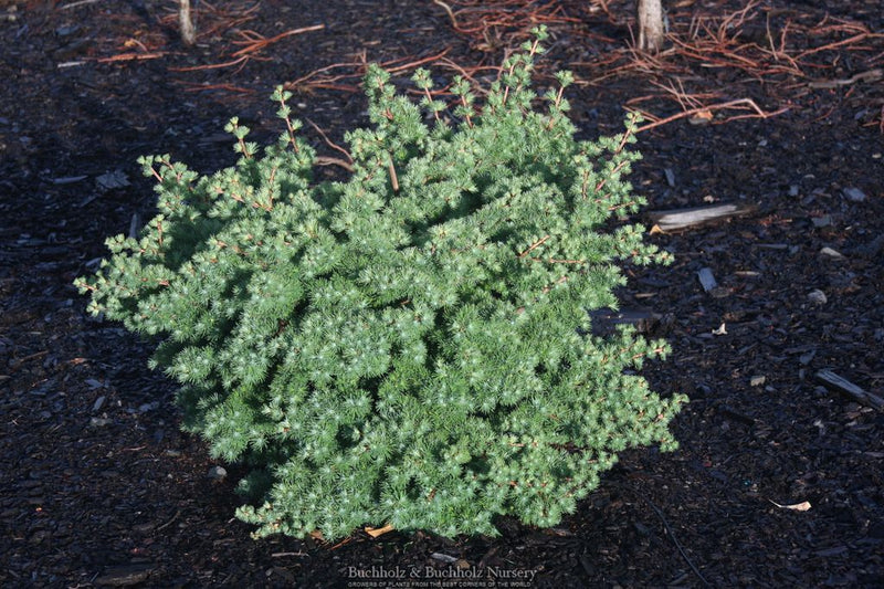 Larix kaempferi 'Haverbeck' Rare Japanese Larch