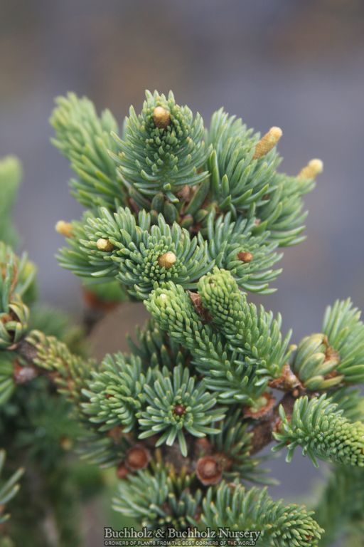 Picea mariana 'Horstmann's Dwarf' Black Spruce