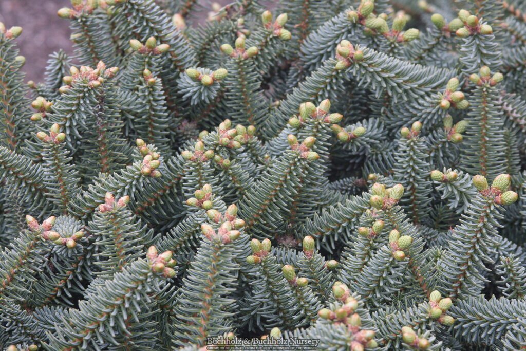 Buy Abies pinsapo 'Horstmann' Spanish Fir — Mr Maple │ Buy