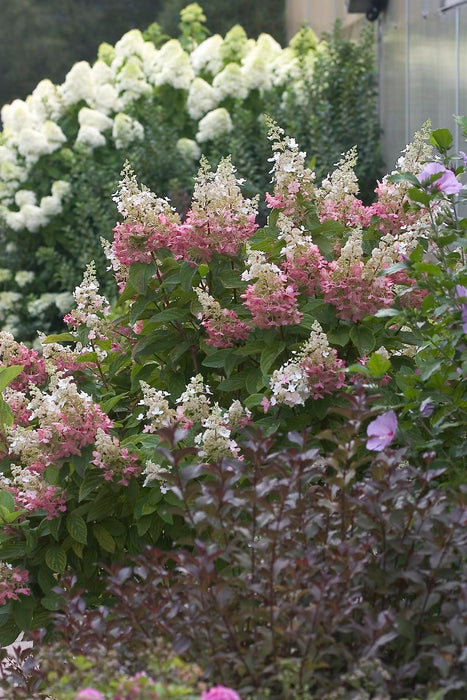 Hydrangea paniculata 'Pinky Winky®' Pink & White Panicle Hydrangea