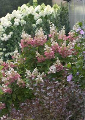 Hydrangea paniculata 'Pinky Winky®' Pink & White Panicle Hydrangea