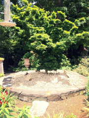 - FOR PICK UP ONLY | Acer palmatum 'Mikawa yatsubusa' Dwarf Japanese Maple | DOES NOT SHIP - Mr Maple │ Buy Japanese Maple Trees