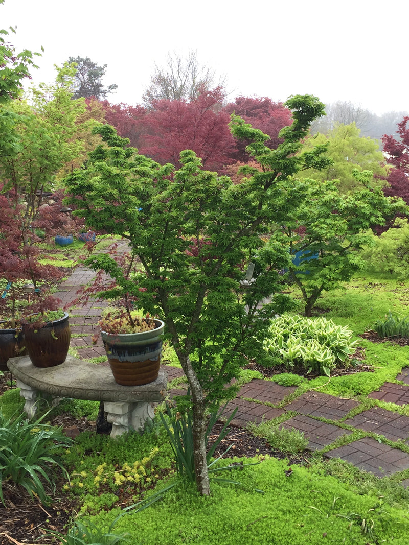 - FOR PICKUP ONLY | Acer palmatum 'Shishigashira' Lion's Head Japanese Maple | DOES NOT SHIP - Mr Maple │ Buy Japanese Maple Trees