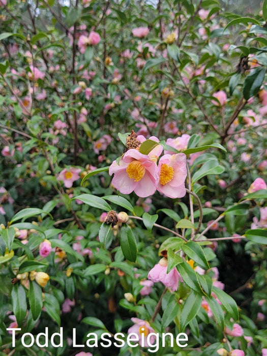 Camellia japonica 'Ashton's Pride' Pink Flowering Camellia