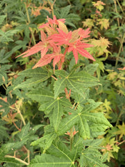 - Acer palmatum 'Gold Digger' Yellow Coral Bark Japanese Maple - Mr Maple │ Buy Japanese Maple Trees