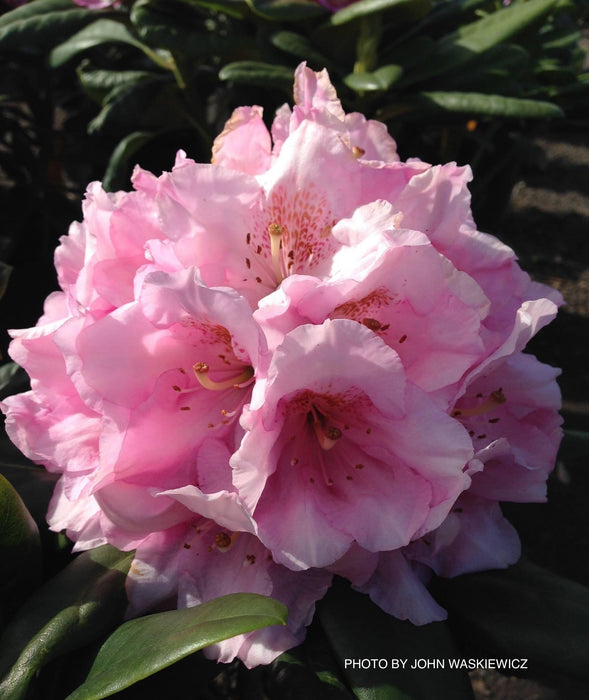 Rhododendron 'Scintillation' Evergreen Pink Blooms